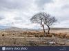 the-only-trees-on-this-moorland-in-the-peak-district-crookstone-out-E1517A.thumb.jpg.88d38f30bbe8d9218e01dfac0c4f72ef.jpg