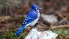 zhivotnye-sojki-sinij-811881.thumb.jpg.1aad5a6bd1c7691cf4ba12949d36bdba.jpg