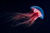12Cyanea_(2).thumb.jpg.edbebf64ac6f75db7a58ecbb8a468702.jpg