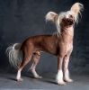 1354023388_chinese-crested-dog2.thumb.jpg.0aa4f1e8a7b2975e93d7c4652ad95b6c.jpg