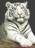 Kustom Krafts 20217, The Stare- White Tiger