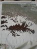 20170320_212902.thumb.jpg.931d6f617c0cc5d0afda4b478555a3a9.jpg
