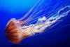 3eede_meduza16.thumb.jpg.7c998f80e910ba1c508e6c9199116d33.jpg
