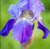 58d0582c5303e_.thumb.png.8b343957da539cc29cee425cf4450969.png