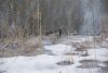 DSC01546.thumb.JPG.8fcbb5d064dfc33ee9c03f5502ac5b6e.JPG