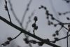 DSC01636.thumb.JPG.1cb5604059b2bb72978104db2e8ab204.JPG