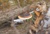 DSC01684.thumb.JPG.414ba98fa90c7a06c7748bb15b521c8a.JPG