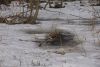 DSC01699.thumb.JPG.a3758022c1e737504b067778c9d2a341.JPG