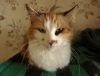 DSC01776_.thumb.jpg.bdd62e1f90239aa1bbfc4799125d1ad7.jpg