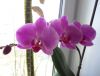 DSC01816_.thumb.jpg.04b9e6dbafd1c18f8dcdc9f45078bd52.jpg