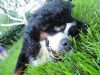 DSC05620.thumb.JPG.dc37064343ab088f540e0711cc5356f7.JPG