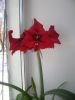 DSC07950a.thumb.jpg.e5a490b250cfa6c76052ceffceef73e4.jpg