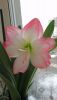 DSC_0043.thumb.JPG.6678695f333660a3885ef3ad8e550adb.JPG