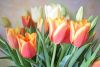 DSC_1075_.thumb.jpg.f40fd8799f4f58d5d3e874a012d3e62e.jpg