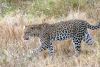 Leopard_(Panthera_pardus).thumb.jpg.f4408f972897a9f565b327b1a126c18a.jpg