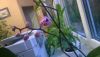 WP_20170315_001.thumb.jpg.ceb0dc5bd0ff92e5ab08d03e0efcf5f2.jpg