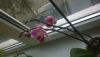 WP_20170317_002.thumb.jpg.d6444fc8484dbe1ccb4c3b69703aa4dd.jpg
