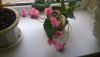 WP_20170317_005.thumb.jpg.ceaa36a4c779c14eeb2863214613c42e.jpg
