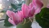 WP_20170317_006.thumb.jpg.10aa98c049c77f4df07067310b0d3c55.jpg