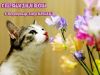 den_koshek___________.thumb.jpg.064dbf6707fdd1ca03f757e5321d26e5.jpg