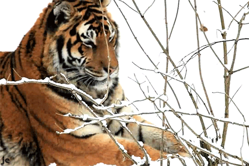 gif-tiger-Favim.com-2241161.thumb.gif.835e2f4e65683fd040e487b7256a15de.gif