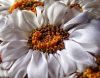 kits_daisy_ribbon_embroidery.thumb.jpg.a99675bc318fd5b3a897a233cf8a7ac1.jpg