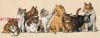 Dimensions 03762, Nine Lives