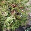 20170403_100835.thumb.jpg.9f5d8a916fe589be09ec9b337974a1f0.jpg?1491556370339