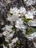 20170405_094433.thumb.jpg.274097924a23ff0a8fc672a3b6a0c404.jpg?1491556210356