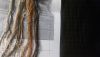 20170405_200356.thumb.jpg.52d512b4a64a1e8b43e8fc59176e67fa.jpg