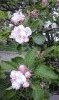 20170407_102545.thumb.jpg.aa53a1f62f407d6b13b67f5af268a9e1.jpg?1491556337970