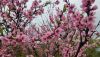 20170409_172111.thumb.jpg.ea6f13f74b2e10e5a3ab64dc7a4c5893.jpg