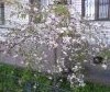 20170413_100556.thumb.jpg.a88e4da4bf661c196e52a53cddb46357.jpg?1492079098690