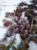 20170415_174527.thumb.jpg.fa063965f7cfb5a490591a8b94bc8dbe.jpg