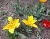20170417_093736.thumb.jpg.9d4370933f59c4de2d0c9321a4ceedac.jpg