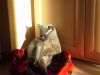 20170418_175130.thumb.jpg.8f4caeab913db8a555a7ae9e3fdc7910.jpg