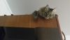 20170423_224910.thumb.jpg.8b0f6bdb3e23f75b0a0ccb7591f42f6a.jpg
