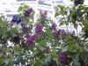 20170428_095444.thumb.jpg.4f78b685c04bea3e9dbb513397b2f99a.jpg