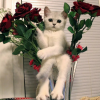 58e394c51d5d2_(199).thumb.png.5bee46c83820da5ef9c3e13526aa3643.png