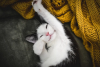 58efdaa950531_(382).thumb.png.45fc5a010f861bc5a6e140f2303038aa.png