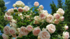 58f32cc14904e_.thumb.png.f1a558f040c07633cbb2e7c7c8ebee6a.png