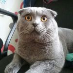 Аватар safinaam@yandex.ru