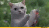 58f889a44ef83_-dance------452330.thumb.gif.5fe6f678b99ffc9ea641adac8374b8b3.gif