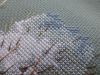 7.thumb.JPG.ff209160e4e4a49ac4304f272833a729.JPG