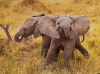 A-cute-baby-elephant-for-your-weekend-600x444.thumb.jpg.ab431c15f43e8c7b696f27d1db88e164.jpg