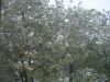 DSC00653.thumb.JPG.037bfa0fc5edb5ef73478a8dbb6e8765.JPG