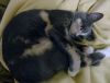 DSC01843_.thumb.jpg.312f028dadcc09fe94c41771051a8eb4.jpg