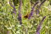 DSC04072.thumb.jpg.8cd99cb170e4fceee507931e9e9653d8.jpg