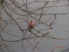 DSC05441.thumb.JPG.2cf0820fca0009df894b2633aa6755fd.JPG