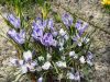 DSC05910.thumb.JPG.0cba00a3514c2c46f4f941ec7474aeaa.JPG